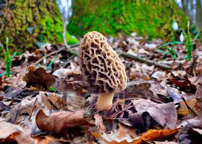 Первые весенние грибы – строчки и сморчки. Чем отличаются и можно ли их есть?