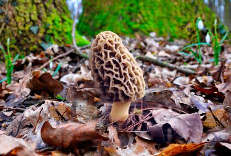 Первые весенние грибы – строчки и сморчки. Чем отличаются и можно ли их есть?